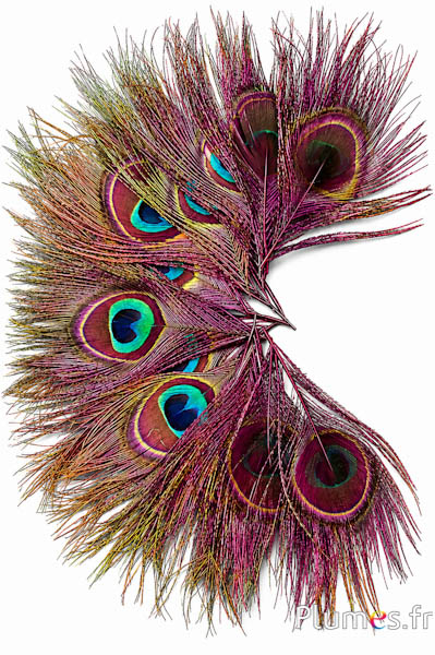 Pfau blau - 13-18 cm - bordeaux